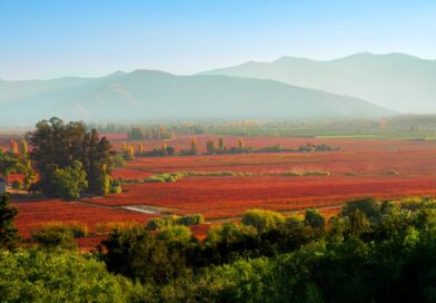 Viña Concha Y Toro califica Vendimia 2025 como una de las mejores de la última década