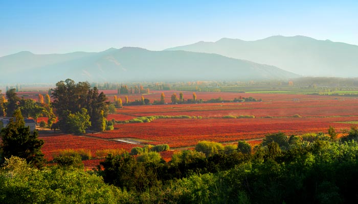 Viña Concha Y Toro califica Vendimia 2025 como una de las mejores de la última década