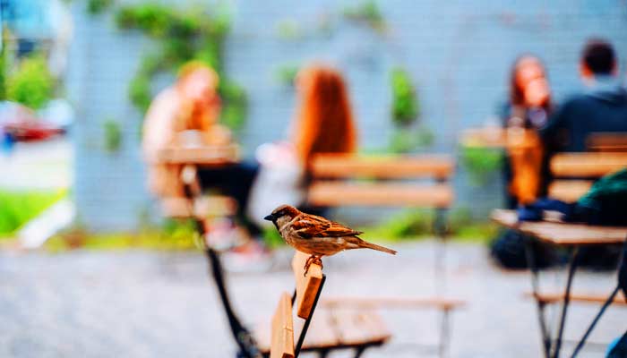 Hay aromas que despiertan recuerdos, y lugares donde el tiempo se desacelera solo para que puedas saborearlos. En Pirque, los cafés y panaderías de barrio no solo sirven pan o café: hornean momentos, conversaciones y esa sensación de pertenencia que ningún GPS puede ofrecerte. Recomiendo Pirque, Nat Geo, Traveler, Booking.