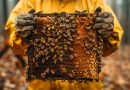 ¿Puede la inteligencia artificial estar al servicio de la apicultura?